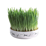 Premium Trixie kattengraszaad 50gr - 4011905423418 voor kat - Bestel nu bij Animal Valley, de online dierenwinkel voor jouw huisdier