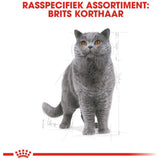 Premium Royal Canin British Shorthair 2 kg - 3182550756419 voor kat - Bestel nu bij Animal Valley, de online dierenwinkel voor jouw huisdier